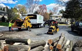 Reliable Appleton, MN Tree Removal Solutions